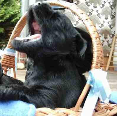 Das ist Mittelschnauzer Paul mit 3 Wochen Alter