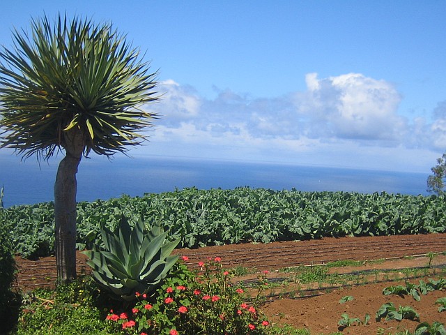teneriffa immobilie